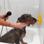 AFP Calm Paws - Bath anti anxiety duck