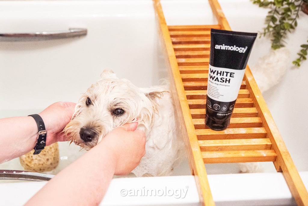 Animology White Wash Shampoo