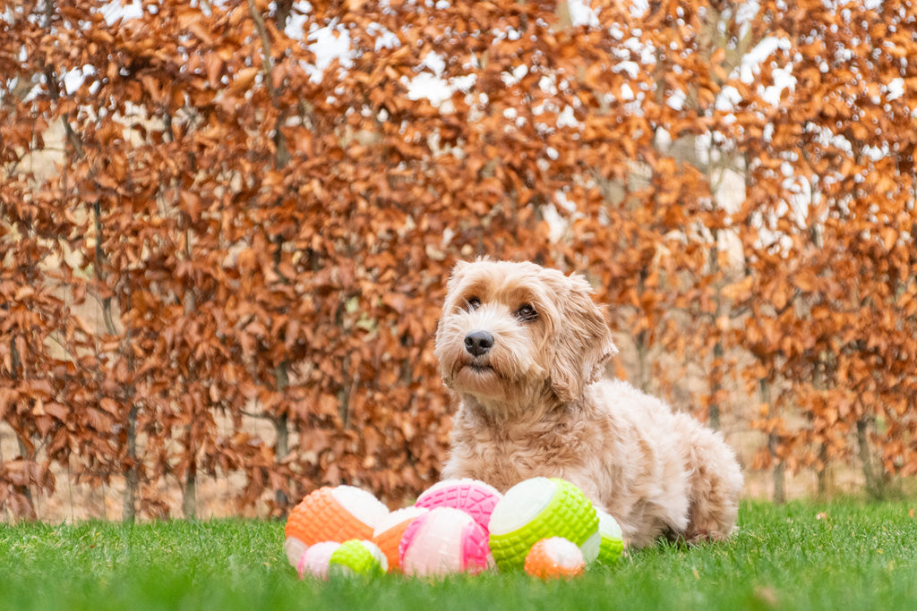 Dog Comets Glow in the Dark Moon Orange S