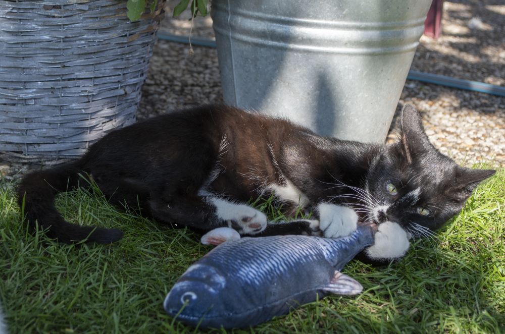 Robocat Karpfen