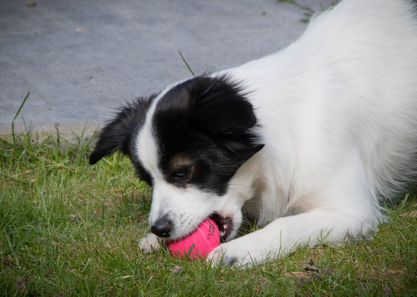 Dog Comets Ball Stardust Orange S