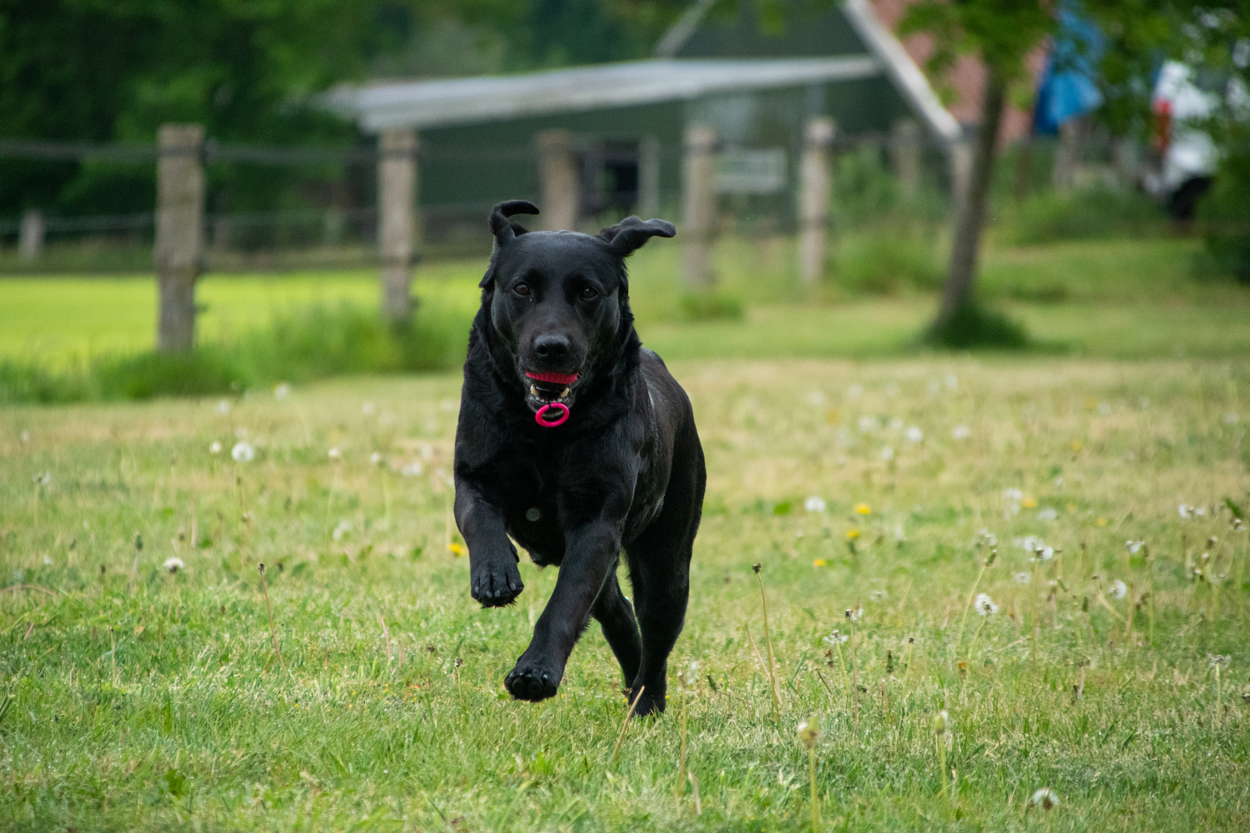 Dog Comets Blazar Jet Grün