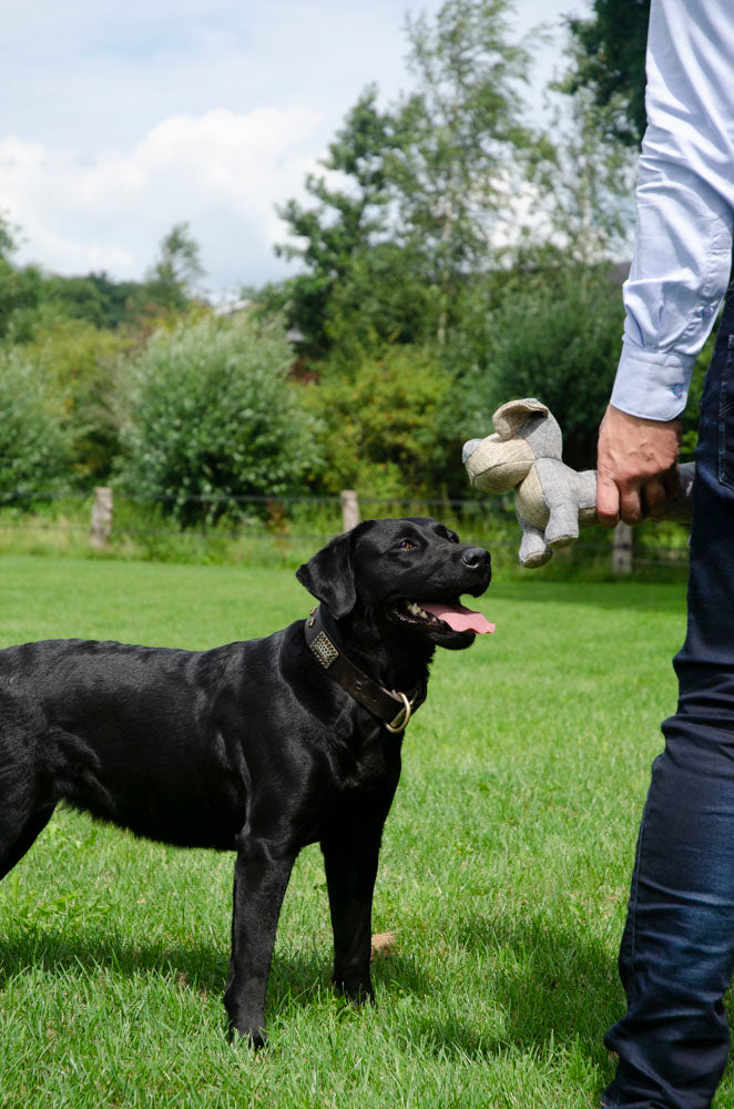 Country Dog Buddy