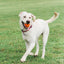 Chuckit! Air Fetch Ball Medium