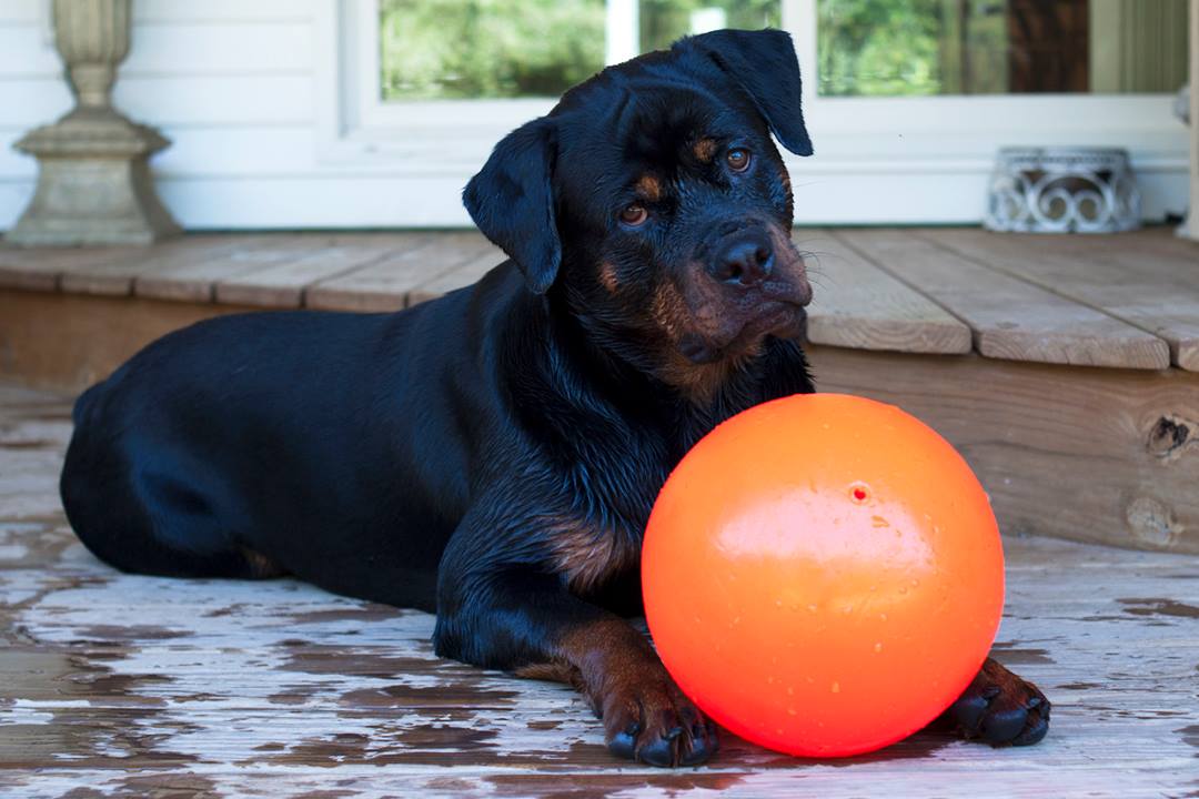 Jolly Ball Bounce-n Play 15cm Orange (Vanilleduft)