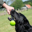 Dog Comets Meteor Wurfstock grün L