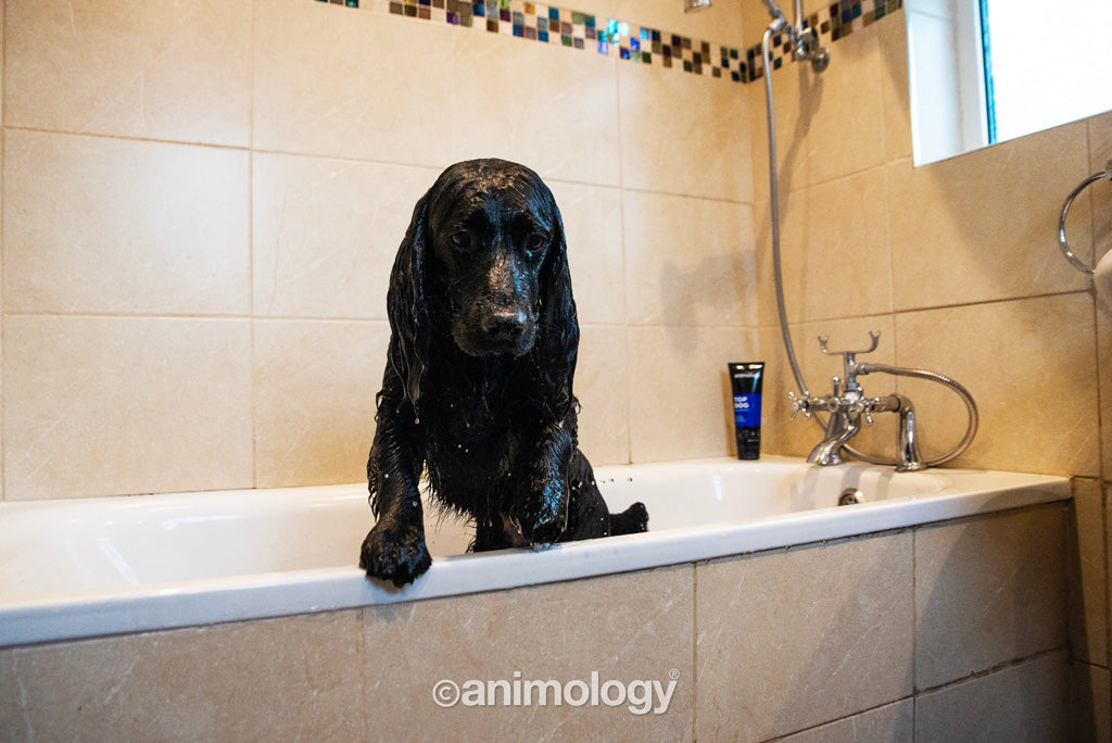 Animology Top Dog Conditioner