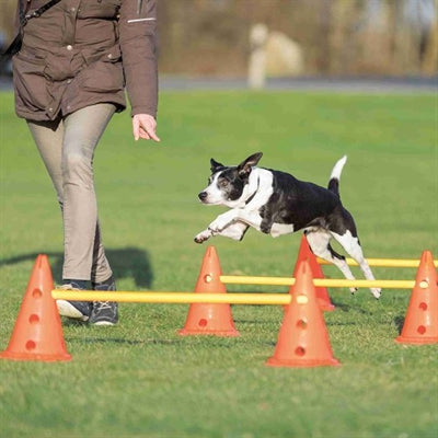 Trixie Hund Aktivität Hürde Gesetzt