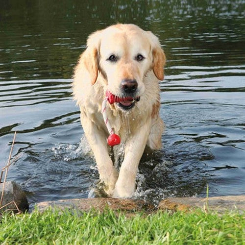 Trixie Hund Aktivität Mot-Fun Aqua Spielzeug Schwimmend Rot Sortiert