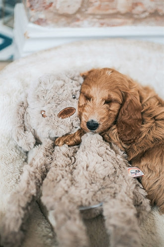 My Dog Hund Plüsch Braun