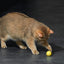 Eti Dynamischer Spielball Katze Sortiert