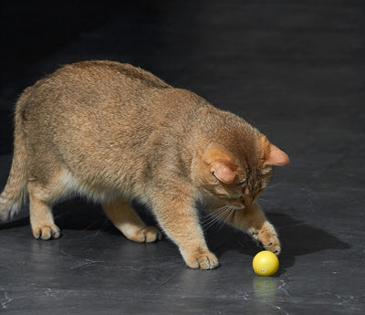 Eti Dynamischer Spielball Katze Sortiert