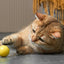 Eti Dynamischer Spielball Katze Sortiert
