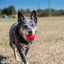 Kong Ball Mit Lochgummi