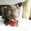 Kong Zahnstocher Gummi Rot