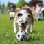 Kong Sportball Sortiert