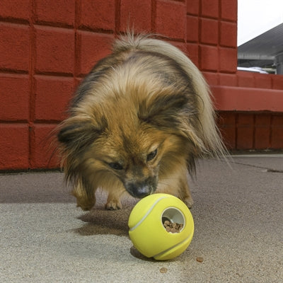 Kong König Belohnt Tennisball