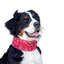 Aqua Coolkeeper Halsband Aquakühler Rot Western