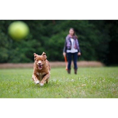 Happy Pet Glückliches Haustier Werfen N Apportieren Wurfstab-Assorti