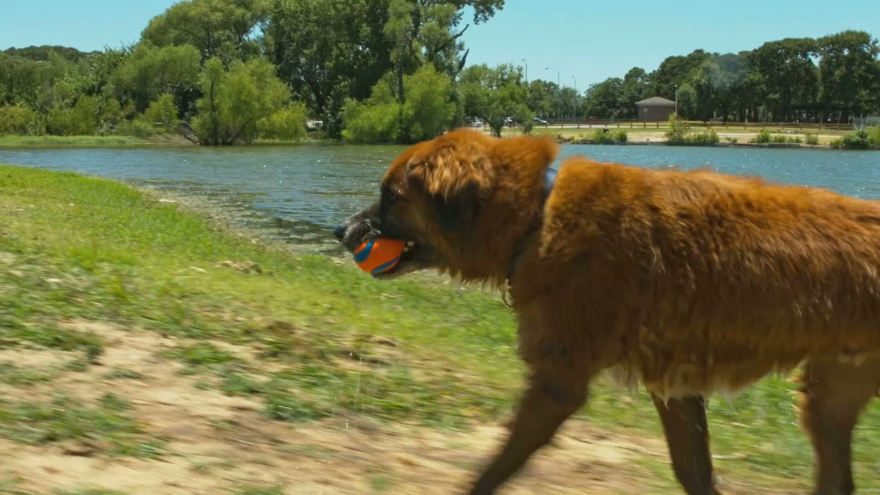 Chuckit! Ultra Ball XXL