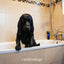 Animology Top Dog Conditioner 250 ml