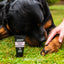 Animology Paws & Nose Balm 50 ml