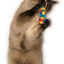 Cat Dancer Ring Tail Chasers (2-Pack)