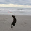 Chuckit! Flying Squirrel M