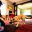 Chuckit! Indoor Roller