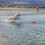 Chuckit! Amphibious Bumper S