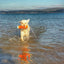 Chuckit! Amphibious Bumper S