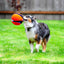 Chuckit! Kick Fetch Dog L