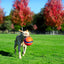 Chuckit! Kick Fetch Dog L