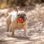 Chuckit! Air Fetch Ball M