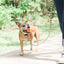 Chuckit! Air Fetch Stick