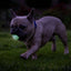 Chuckit! Air Glow Fetch Ball S (2-pack)