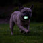 Chuckit! Air Glow Fetch Ball S (2-pack)