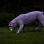 Chuckit! Air Glow Fetch Ball M (2-pack)