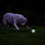 Chuckit! Air Glow Fetch Ball M