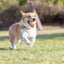 Chuckit! Birthday Fetch Ball M