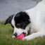 Dog Comets Stardust Roze S