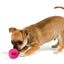 Dog Comets Stardust Roze S