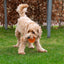 Dog Comets Exoplanet Igelball S Orange