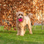 Dog Comets Exoplanet Igelball S Orange