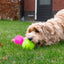Dog Comets Exoplanet Igelball L Rosa