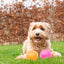 Dog Comets Exoplanet Igelball L Rosa