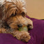 Dog Comets Glow In The Dark Moon Ball S Rosa