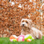 Dog Comets Glow In The Dark Moon Ball M Rosa