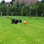 Dog Comets Pan-Stars Orange M