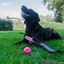 Dog Comets Star Launcher Rosa